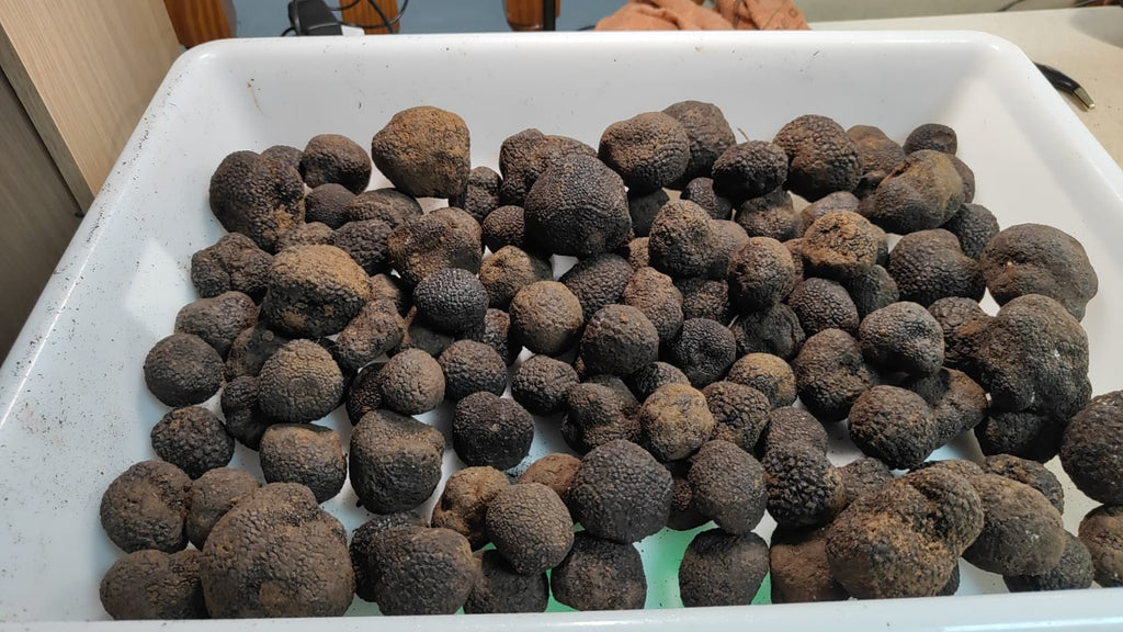 Venta a profesionales: Trufa negra de invierno (Tuber Melanosporum)