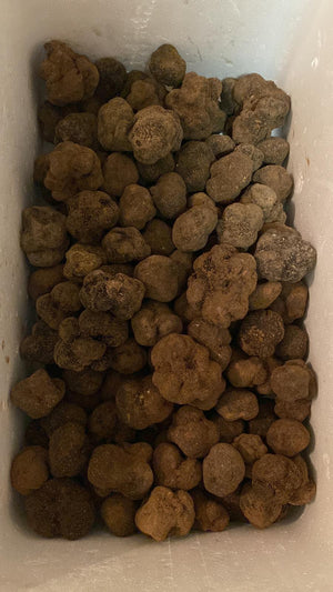 Venta a profesionales: Trufa negra de invierno (Tuber Melanosporum)