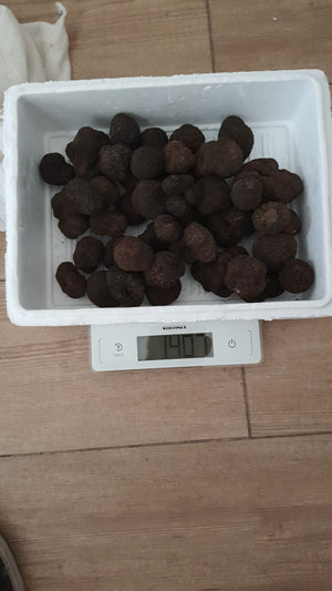 Venta a profesionales: Trufa negra de invierno (Tuber Melanosporum)