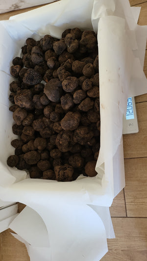 Venta a particulares : Trufa negra de verano (Tuber Aestivum)