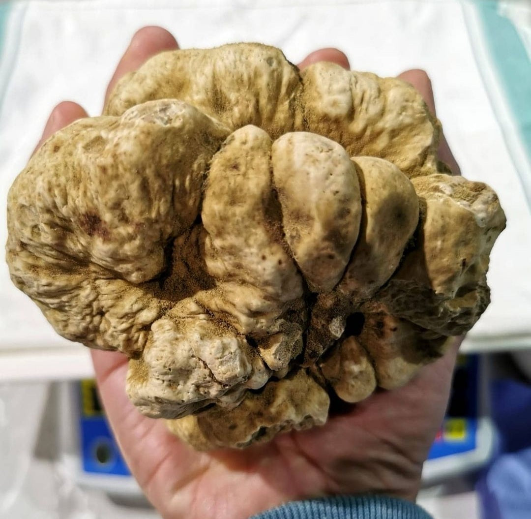Venta a profesionales: Trufa Blanca (tuber Magnatum)