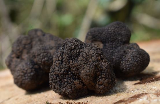 Venta a particulares : Trufa negra de verano (Tuber Aestivum)